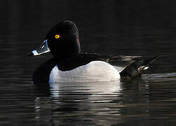 Ring-necked Duck