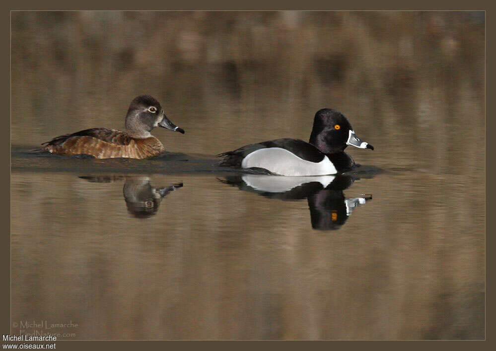 Ring-necked Duckadult breeding, pigmentation