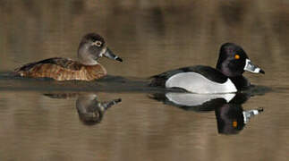 Ring-necked Duck