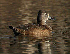 Ring-necked Duck