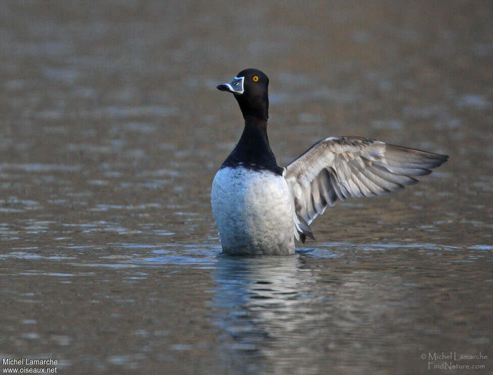 Ring-necked Duck male adult breeding, aspect, pigmentation, Behaviour