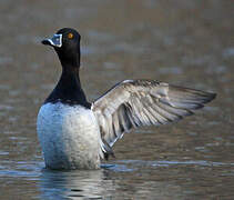 Ring-necked Duck