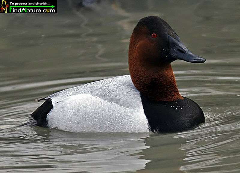 Canvasback male adult