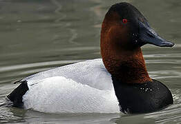 Canvasback