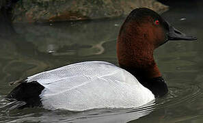 Canvasback