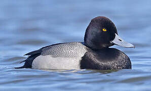 Lesser Scaup