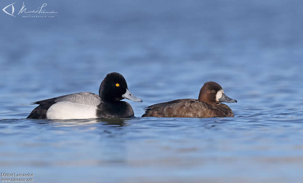 Lesser Scaupadult breeding, pigmentation