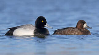 Lesser Scaup