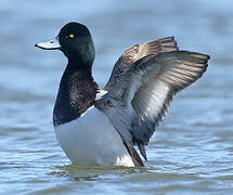 Lesser Scaup