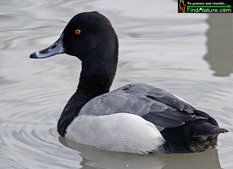 Lesser Scaup male adult