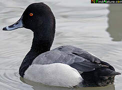 Lesser Scaup