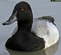 Lesser Scaup