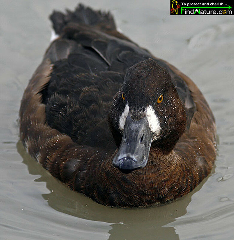 Lesser Scaup female adult