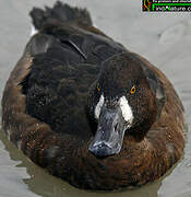 Lesser Scaup