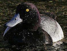 Lesser Scaup