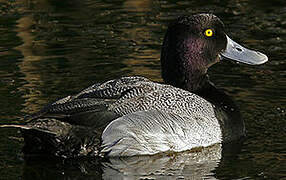 Lesser Scaup