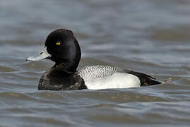 Lesser Scaup