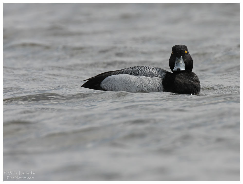 Lesser Scaup male adult