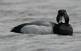 Lesser Scaup