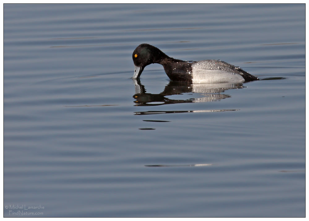 Lesser Scaup male adult