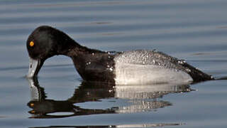 Lesser Scaup