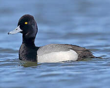 Lesser Scaup