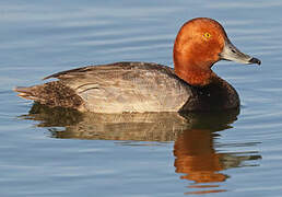 Redhead