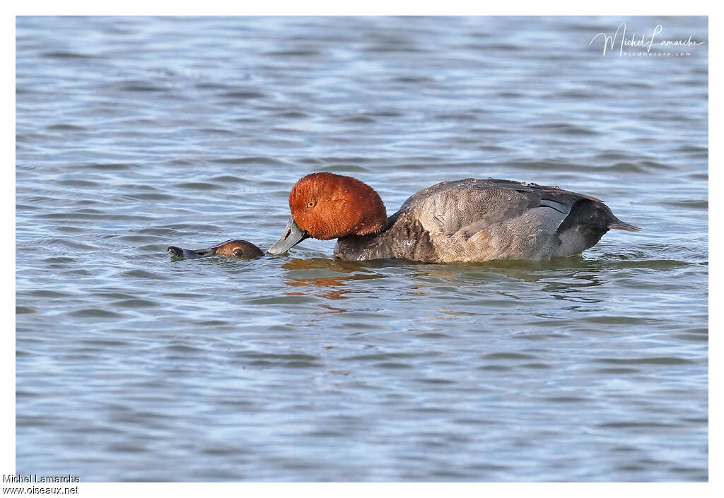 Redheadadult, mating.