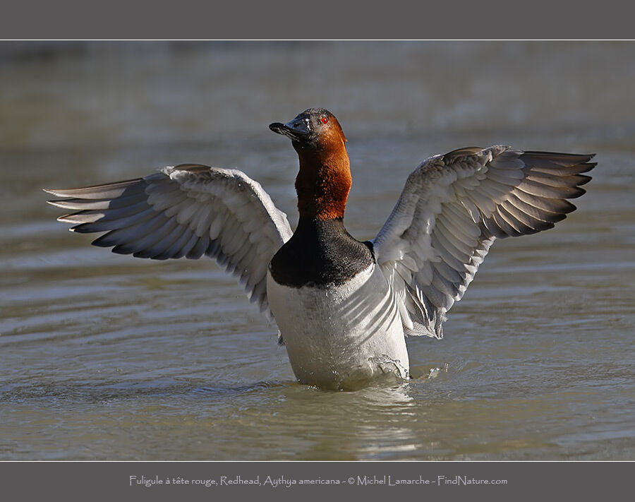 Redhead male adult