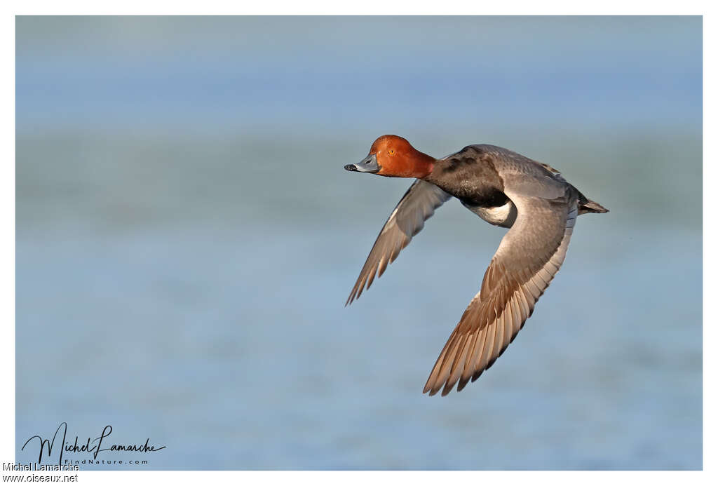 Fuligule à tête rouge mâle adulte nuptial, Vol