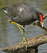 Gallinule d'Amérique