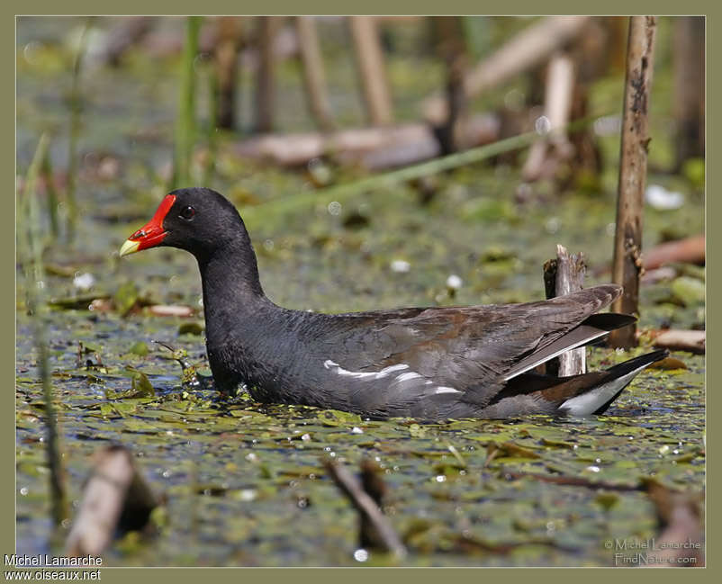 Common Gallinuleadult, habitat, pigmentation