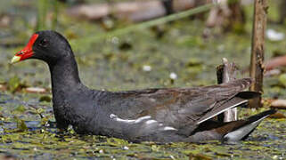 Gallinule d'Amérique