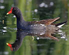 Gallinule d'Amérique