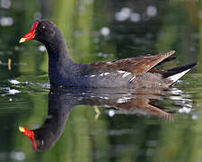 Gallinule d'Amérique