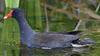 Gallinule poule-d'eau