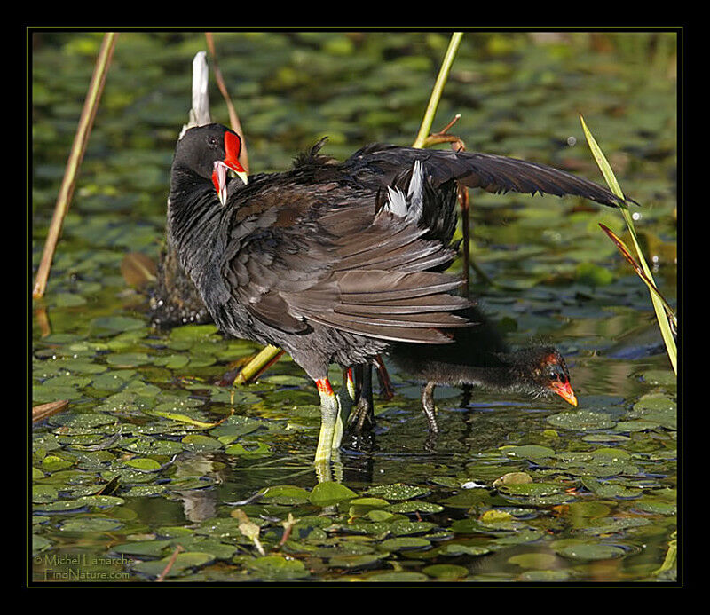 Common Moorhen