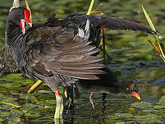 Gallinule poule-d'eau