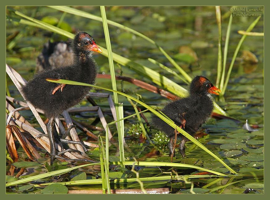 Gallinule poule-d'eaujuvénile