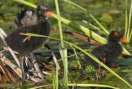 Gallinule poule-d'eau