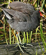 Gallinule poule-d'eau