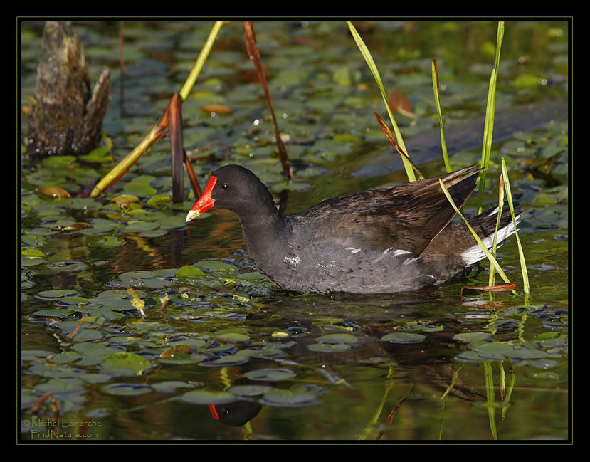 Gallinule poule-d'eauadulte