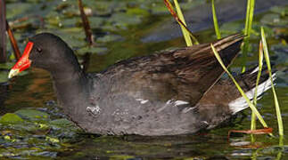 Gallinule poule-d'eau