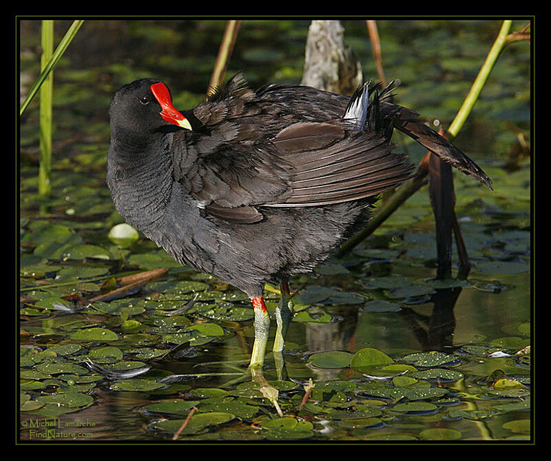 Gallinule poule-d'eauadulte