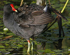 Gallinule poule-d'eau