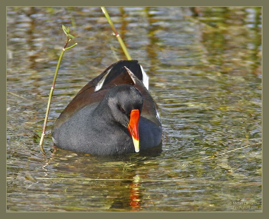 Common Moorhen