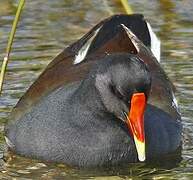 Gallinule poule-d'eau