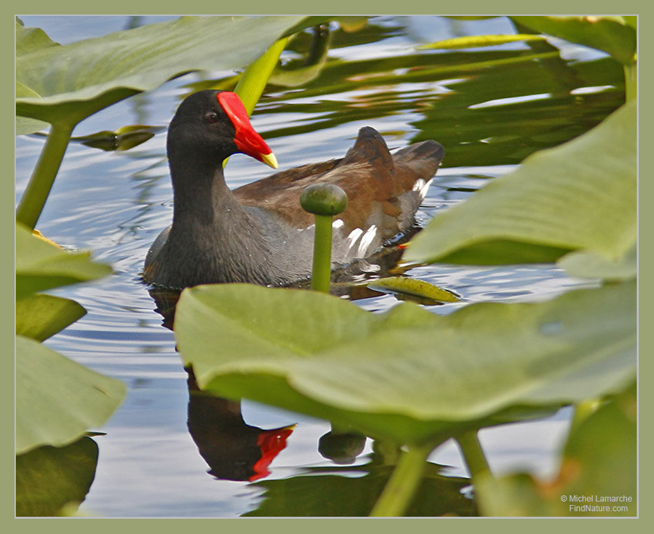 Common Moorhen