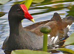 Gallinule poule-d'eau