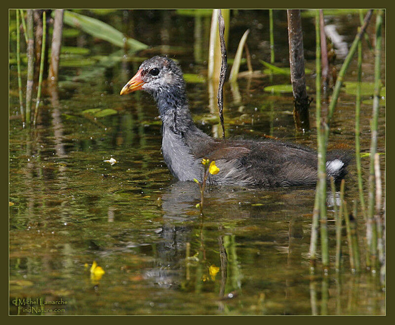 Gallinule poule-d'eaujuvénile